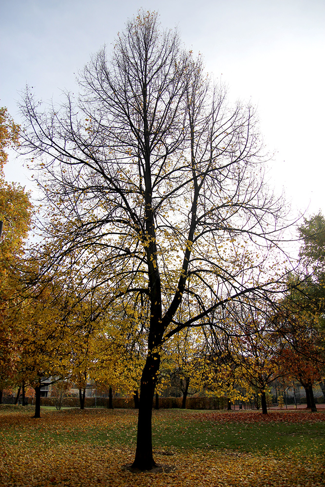 Berlin - Monbijou Park